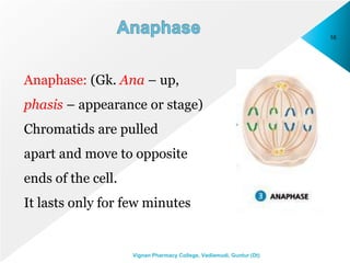 16
Vignan Pharmacy College, Vadlamudi, Guntur (Dt)
Anaphase: (Gk. Ana – up,
phasis – appearance or stage)
Chromatids are pulled
apart and move to opposite
ends of the cell.
It lasts only for few minutes
 