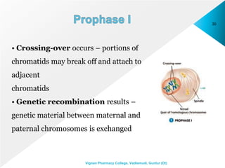 30
Vignan Pharmacy College, Vadlamudi, Guntur (Dt)
• Crossing-over occurs – portions of
chromatids may break off and attach to
adjacent
chromatids
• Genetic recombination results –
genetic material between maternal and
paternal chromosomes is exchanged
 