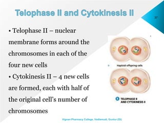 37
Vignan Pharmacy College, Vadlamudi, Guntur (Dt)
• Telophase II – nuclear
membrane forms around the
chromosomes in each of the
four new cells
• Cytokinesis II – 4 new cells
are formed, each with half of
the original cell’s number of
chromosomes
 