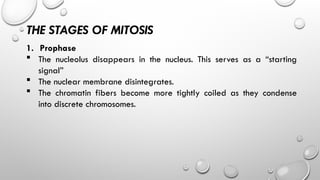 THE STAGES OF MITOSIS
1. Prophase
 The nucleolus disappears in the nucleus. This serves as a “starting
signal”
 The nuclear membrane disintegrates.
 The chromatin fibers become more tightly coiled as they condense
into discrete chromosomes.
 