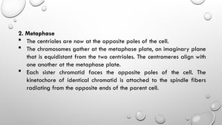 2. Metaphase
 The centrioles are now at the opposite poles of the cell.
 The chromosomes gather at the metaphase plate, an imaginary plane
that is equidistant from the two centrioles. The centromeres align with
one another at the metaphase plate.
 Each sister chromatid faces the opposite poles of the cell. The
kinetochore of identical chromatid is attached to the spindle fibers
radiating from the opposite ends of the parent cell.
 