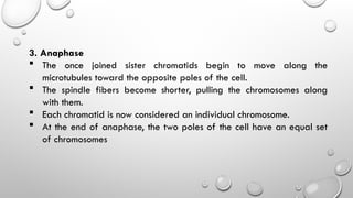3. Anaphase
 The once joined sister chromatids begin to move along the
microtubules toward the opposite poles of the cell.
 The spindle fibers become shorter, pulling the chromosomes along
with them.
 Each chromatid is now considered an individual chromosome.
 At the end of anaphase, the two poles of the cell have an equal set
of chromosomes
 