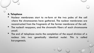 4. Telophase
 Nuclear membranes start to re-form at the two poles of the cell
where the chromosomes have gathered. The nuclear membranes are
reconstructed from the fragments of the former membrane of the cell.
 The nucleoli reappear, and the chromatin fibers of each chromosome
uncoil.
 The end of telophase marks the completion of the equal division of a
nucleus into two genetically identical nuclei. This is called
karyogenesis.
 