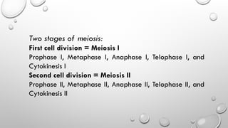 Two stages of meiosis:
First cell division = Meiosis I
Prophase I, Metaphase I, Anaphase I, Telophase I, and
Cytokinesis I
Second cell division = Meiosis II
Prophase II, Metaphase II, Anaphase II, Telophase II, and
Cytokinesis II
 