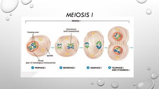 MEIOSIS I
 