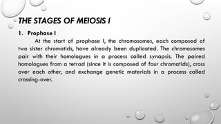 THE STAGES OF MEIOSIS I
1. Prophase I
At the start of prophase I, the chromosomes, each composed of
two sister chromatids, have already been duplicated. The chromosomes
pair with their homologues in a process called synapsis. The paired
homologues from a tetrad (since it is composed of four chromatids), cross
over each other, and exchange genetic materials in a process called
crossing-over.
 