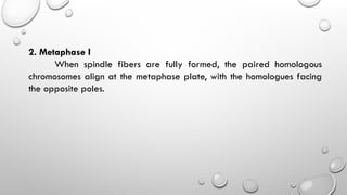 2. Metaphase I
When spindle fibers are fully formed, the paired homologous
chromosomes align at the metaphase plate, with the homologues facing
the opposite poles.
 