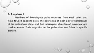 3. Anaphase I
Members of homologous pairs separate from each other and
move toward opposite poles. The positioning of each pair of homologues
at the metaphase plate and their subsequent direction of movement are
random events. Their migration to the poles does not follow a specific
pattern.
 