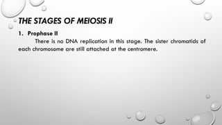 THE STAGES OF MEIOSIS II
1. Prophase II
There is no DNA replication in this stage. The sister chromatids of
each chromosome are still attached at the centromere.
 