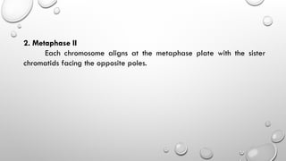 2. Metaphase II
Each chromosome aligns at the metaphase plate with the sister
chromatids facing the opposite poles.
 