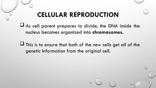 CELLULAR REPRODUCTION
 As cell parent prepares to divide, the DNA inside the
nucleus becomes organized into chromosomes.
 This is to ensure that both of the new cells get all of the
genetic information from the original cell.
 