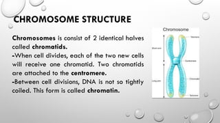 CHROMOSOME STRUCTURE
Chromosomes is consist of 2 identical halves
called chromatids.
-When cell divides, each of the two new cells
will receive one chromatid. Two chromatids
are attached to the centromere.
-Between cell divisions, DNA is not so tightly
coiled. This form is called chromatin.
 