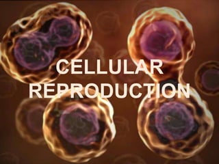 CELLULAR
REPRODUCTION
 