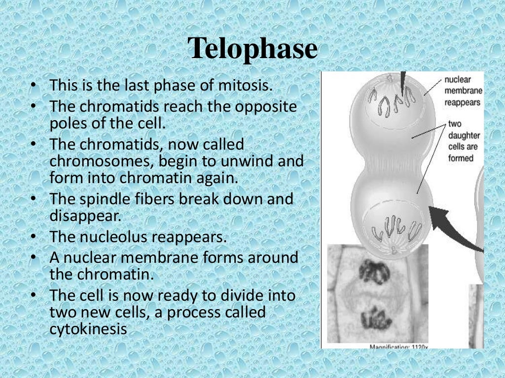 Cellular reproduction ppt