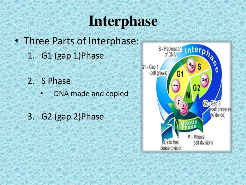 Cellular reproduction ppt