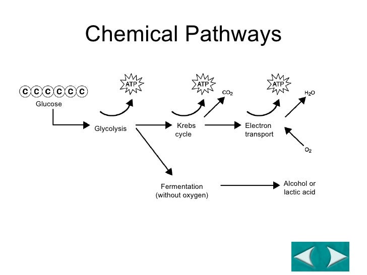 Cellular Respiration