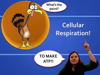 What’s the point? Cellular Respiration! TO MAKE ATP!! 