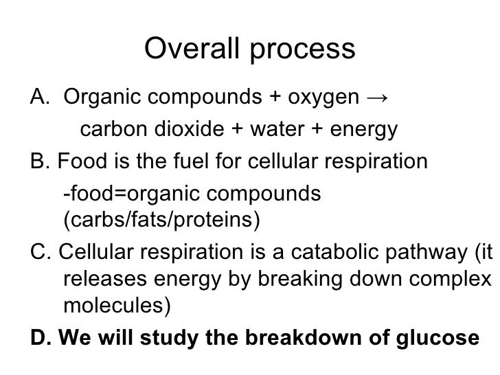 Ap biology essay cellular respiration