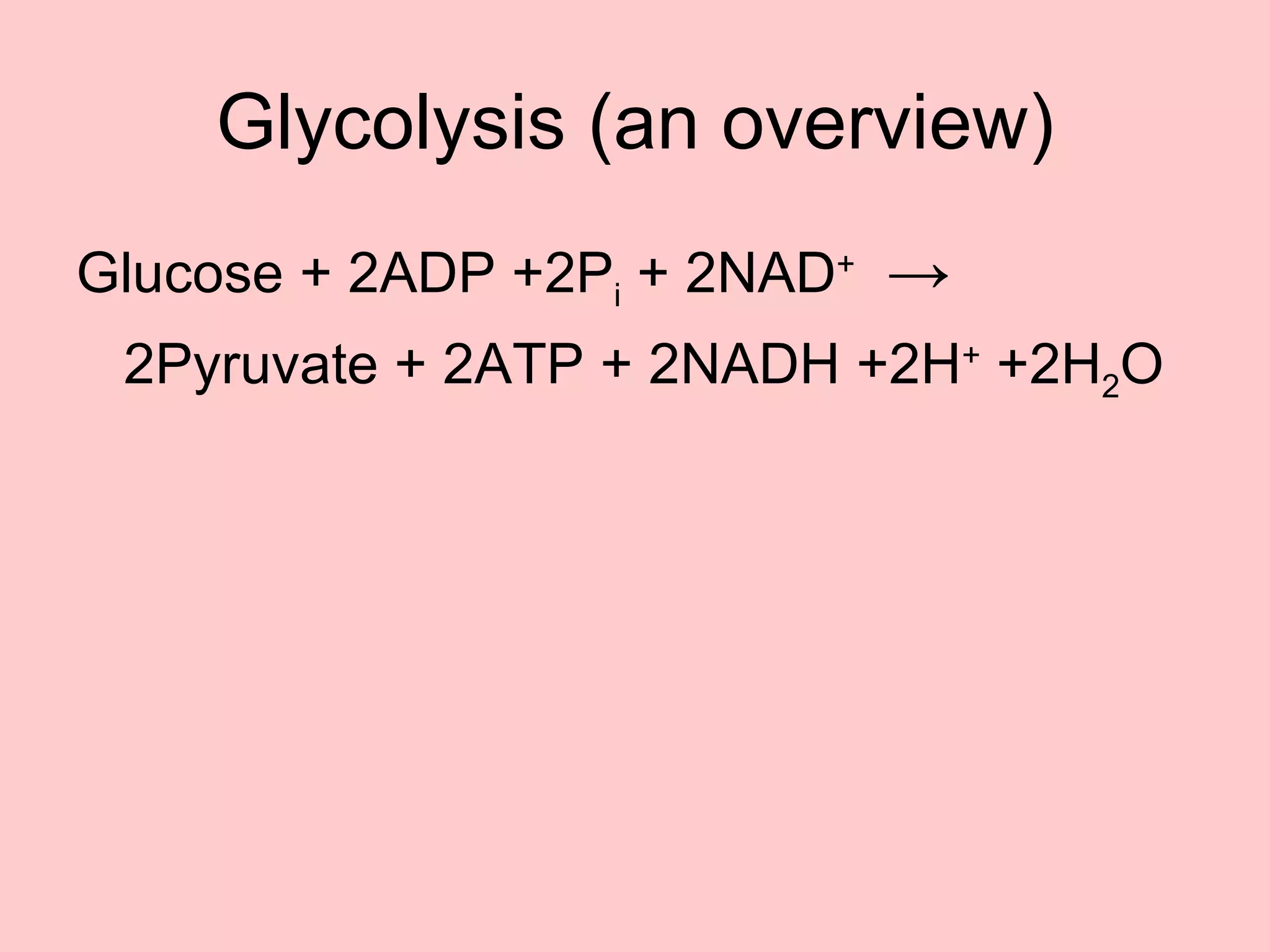 Cellular Respiration PowerPoint | PPT