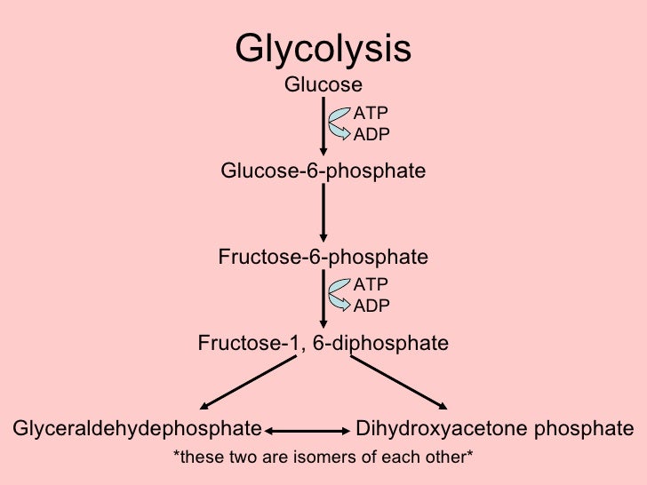 Cellular Respiration PowerPoint
