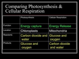 Comparing Photosynthesis & Cellular Respiration Photosynthesis Cellular Respiration Function Energy capture Energy Release Location Chloroplasts Mitochondria Reactants Carbon dioxide and water Glucose and oxygen Products Glucose and oxygen Carbon dioxide and water