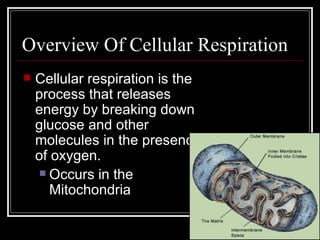 Overview Of Cellular Respiration Cellular respiration is the process that releases energy by breaking down glucose and other molecules in the presence of oxygen. Occurs in the Mitochondria