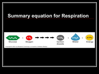Summary equation for Respiration