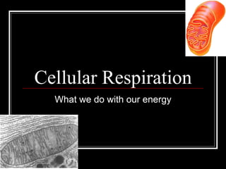 Cellular Respiration What we do with our energy 