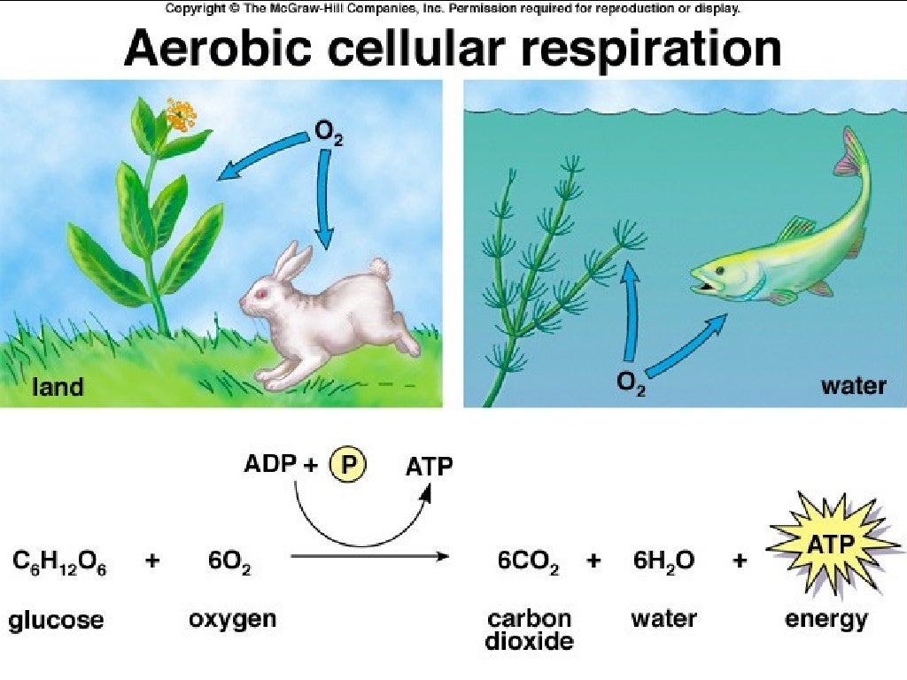 Cellular respiration
