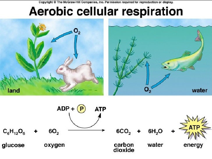 Cellular respiration