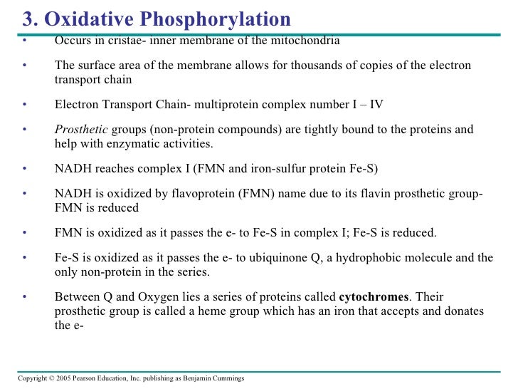Where does oxidative phosphorylation occur?