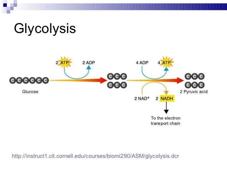 glycolysis diagram diagram of glycolysis 28 images simple glycolysis glycolysis diagram diagram of glycolysis 28 images simple glycolysis