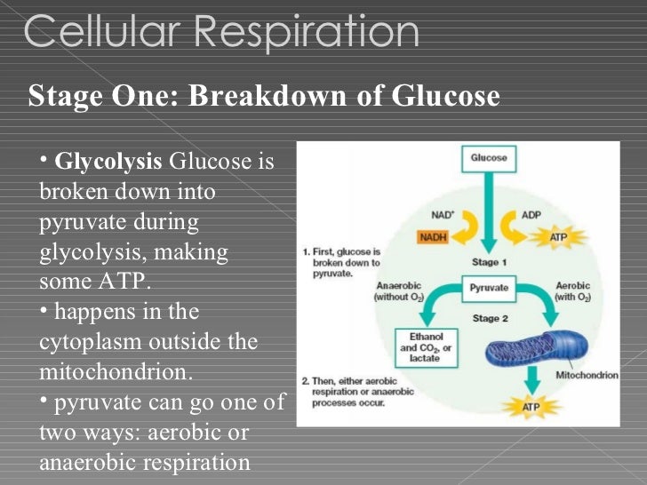 cellular respiration stages of cellular respiration chart