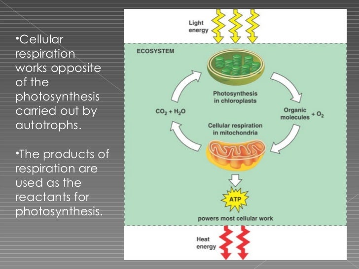 cellular respiration how respiration works