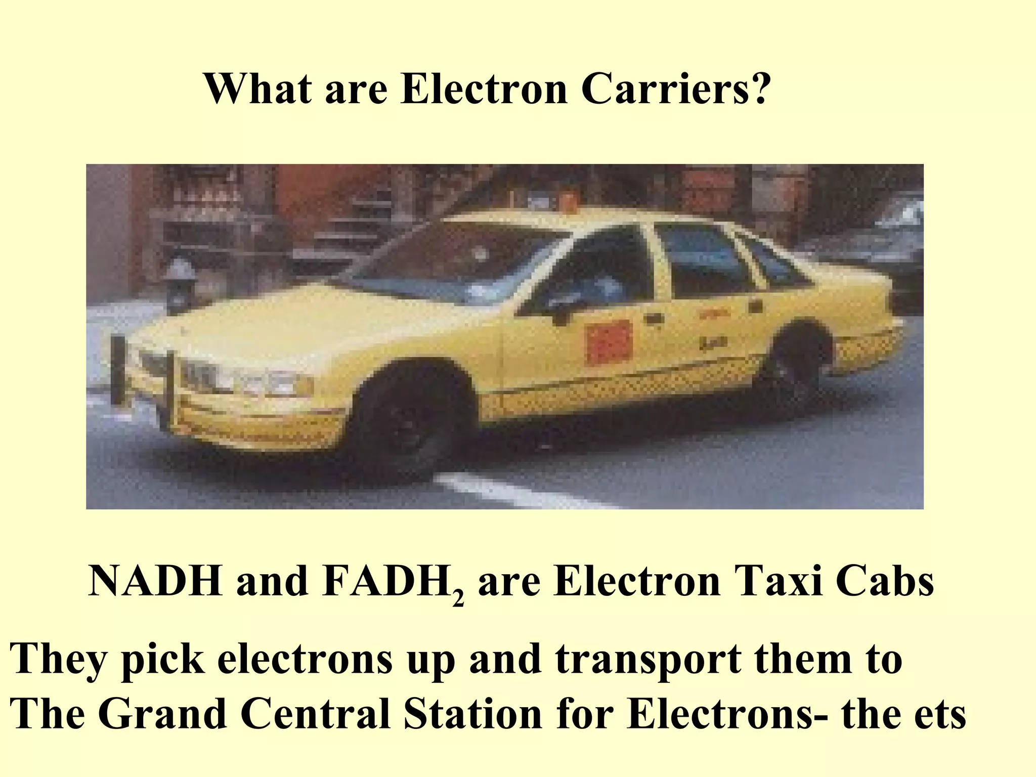 What are Electron Carriers?




   NADH and FADH2 are Electron Taxi Cabs
They pick electrons up and transport them to
The Grand Central Station for Electrons- the ets
 
