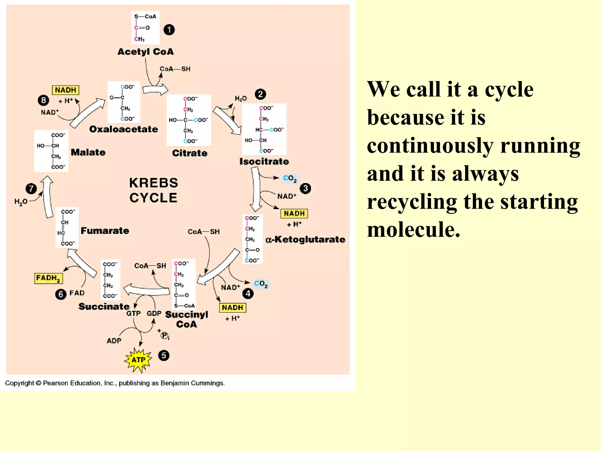 We call it a cycle
because it is
continuously running
and it is always
recycling the starting
molecule.
 