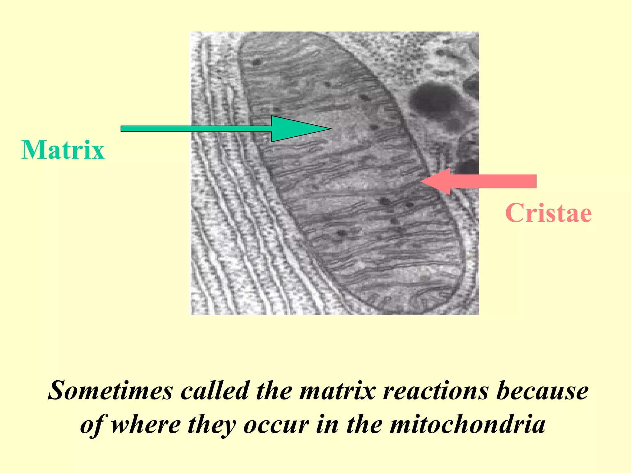 Matrix

                                       Cristae




 Sometimes called the matrix reactions because
   of where they occur in the mitochondria
 