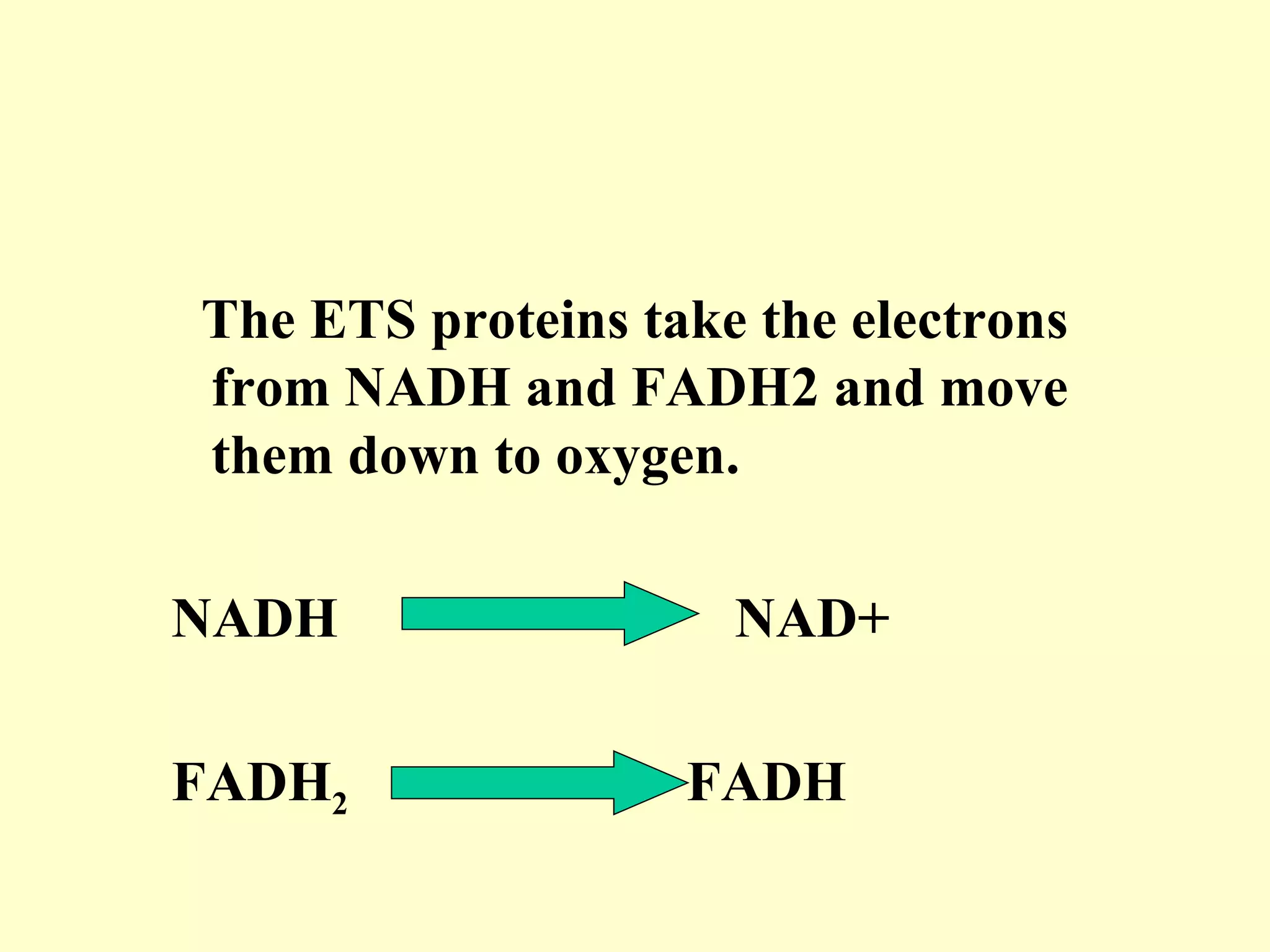 The ETS proteins take the electrons
from NADH and FADH2 and move
them down to oxygen.

NADH                 NAD+

FADH2              FADH
 