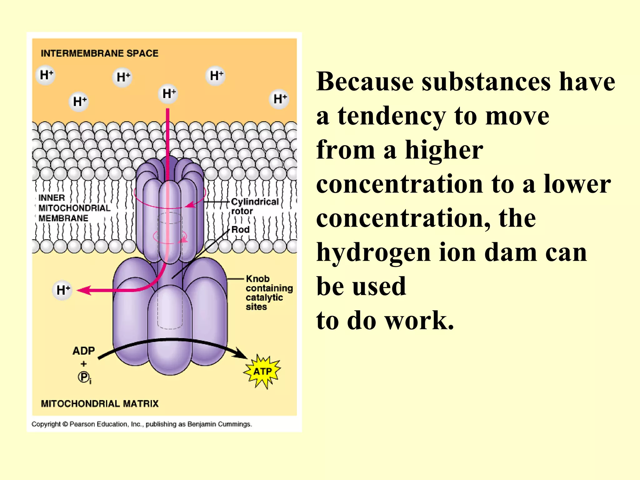 Because substances have
a tendency to move
from a higher
concentration to a lower
concentration, the
hydrogen ion dam can
be used
to do work.
 