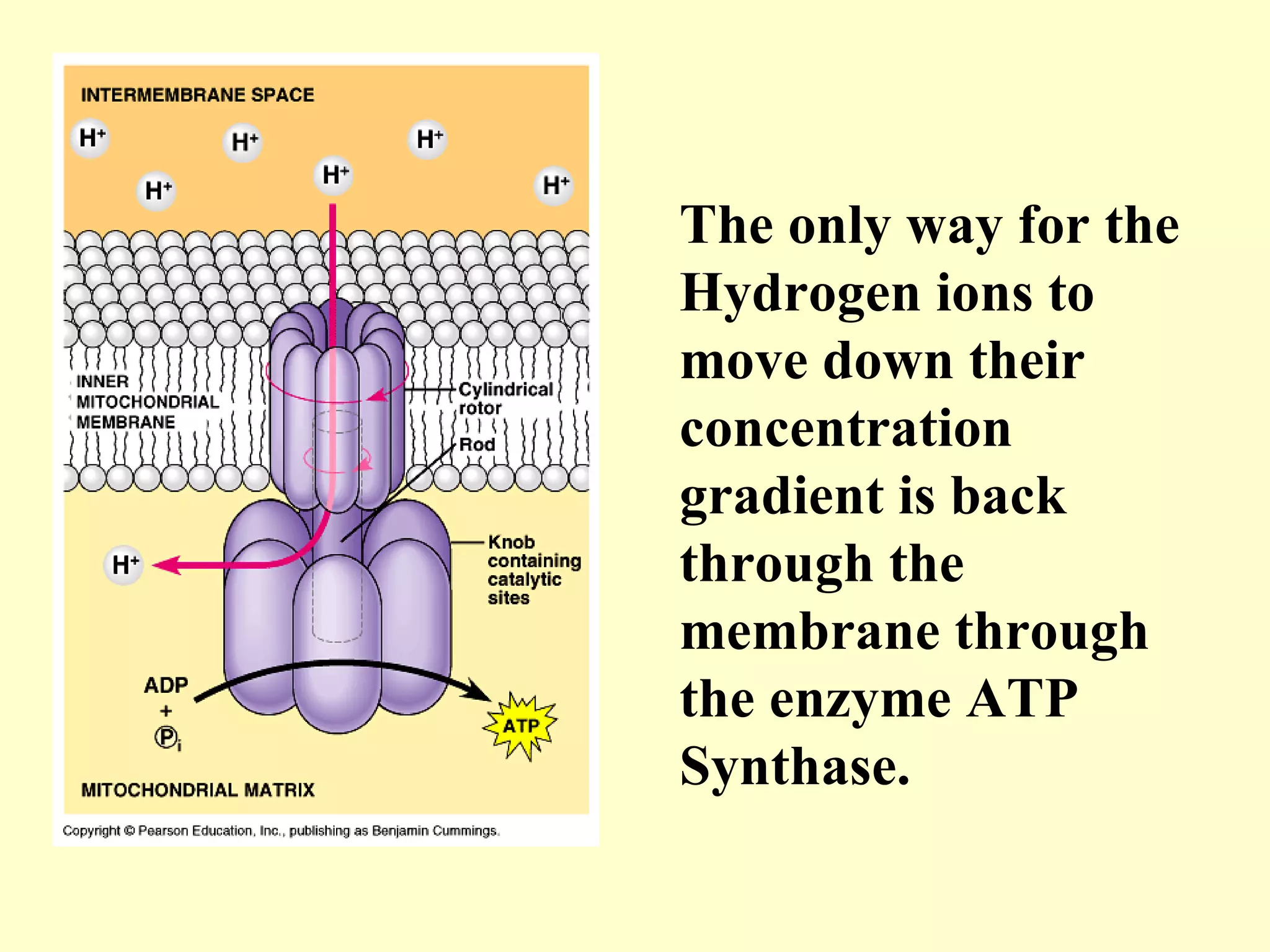 The only way for the
Hydrogen ions to
move down their
concentration
gradient is back
through the
membrane through
the enzyme ATP
Synthase.
 