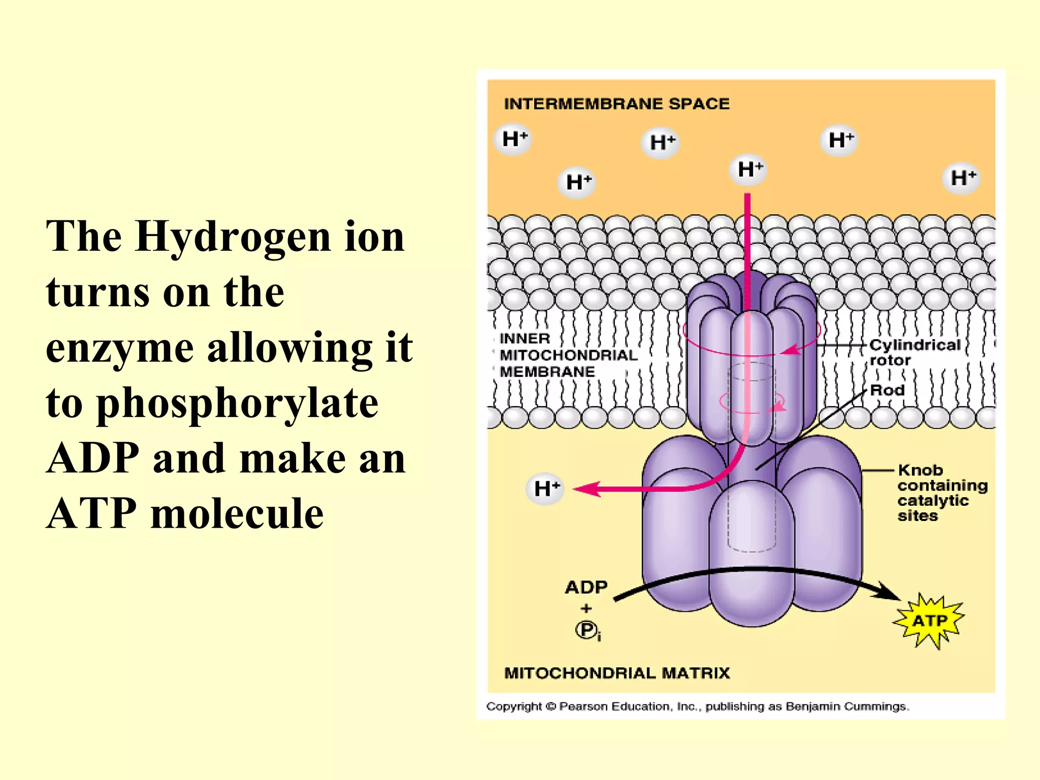 The Hydrogen ion
turns on the
enzyme allowing it
to phosphorylate
ADP and make an
ATP molecule
 