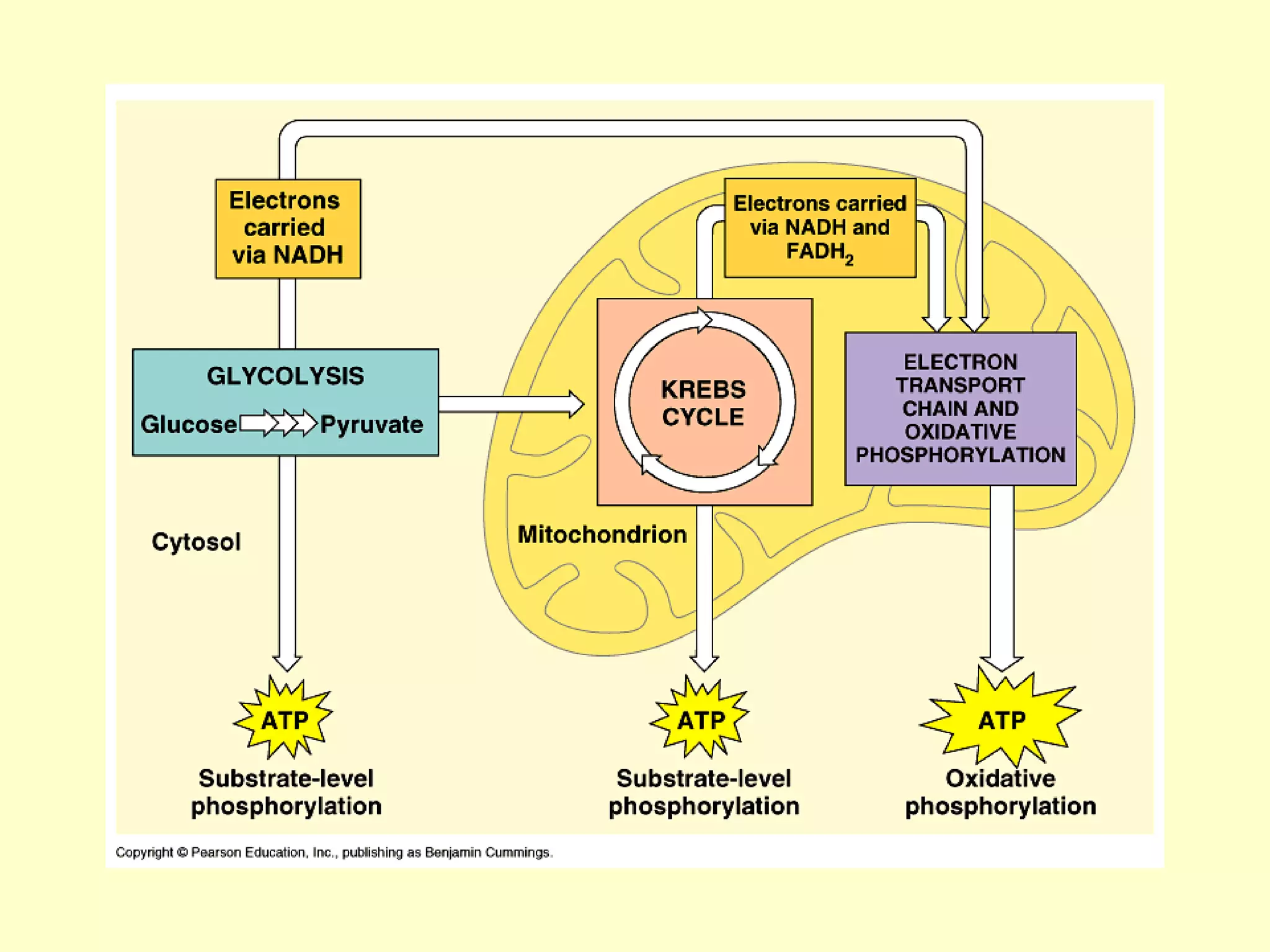Cellular respiration