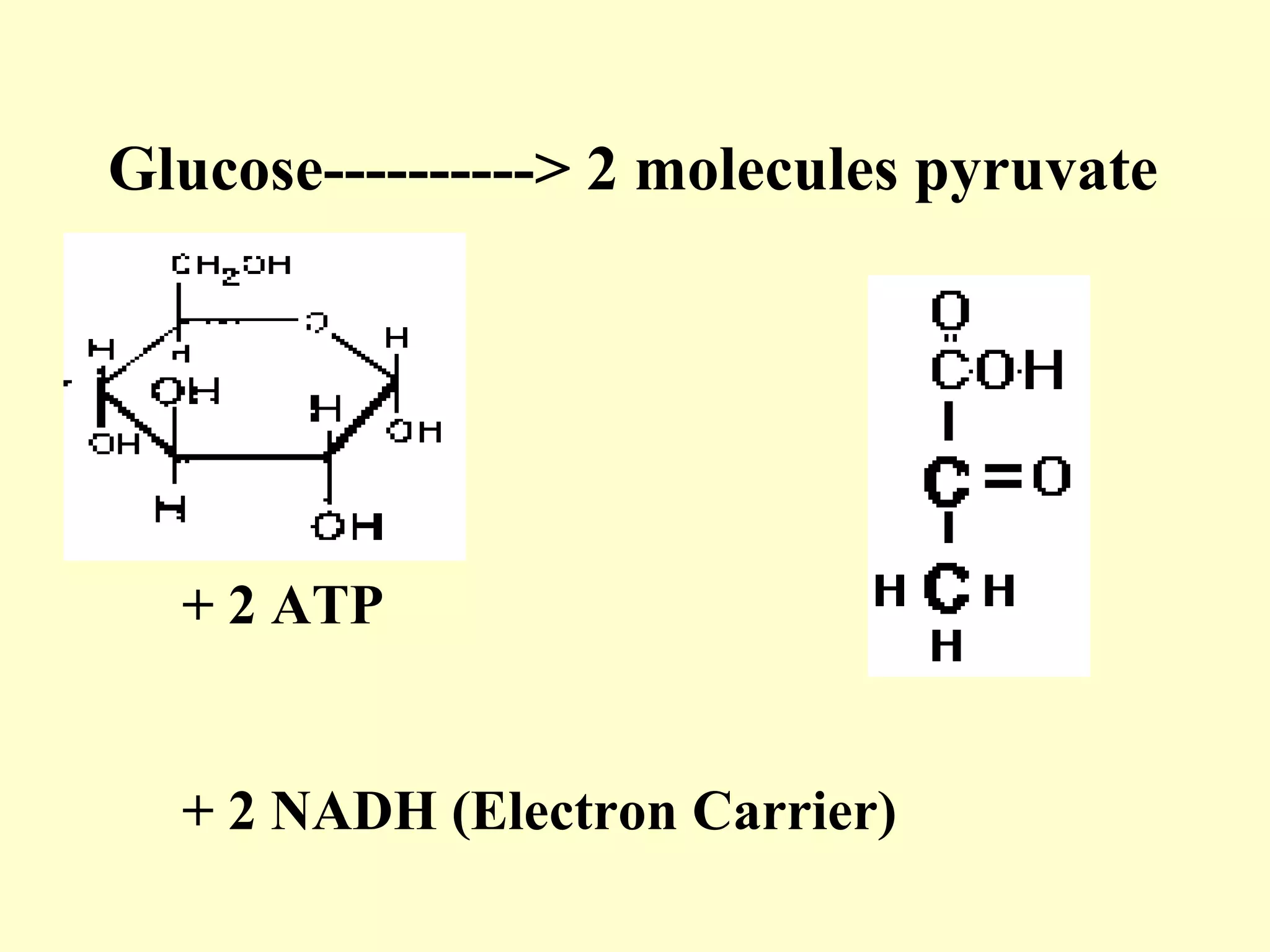 Glucose----------> 2 molecules pyruvate




  + 2 ATP


  + 2 NADH (Electron Carrier)
 