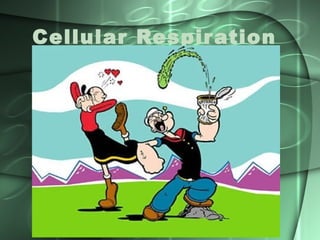 Cellular Respir ation
 