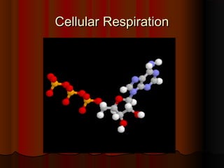Cellular Respiration
 