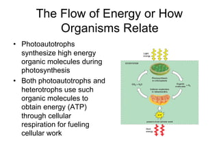 The Flow of Energy or How
          Organisms Relate
• Photoautotrophs
  synthesize high energy
  organic molecules during
  photosynthesis
• Both photoautotrophs and
  heterotrophs use such
  organic molecules to
  obtain energy (ATP)
  through cellular
  respiration for fueling
  cellular work
 