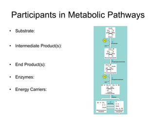 Participants in Metabolic Pathways
• Substrate:


• Intermediate Product(s):



• End Product(s):

• Enzymes:

• Energy Carriers:
 