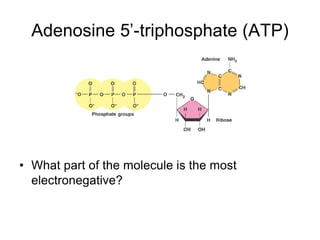 Adenosine 5’-triphosphate (ATP)




• What part of the molecule is the most
  electronegative?
 