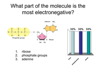 What part of the molecule is the
   most electronegative?


                              33%                33% 33%




  1.   ribose
  2.   phosphate groups



                               e




                                                            e
  3.   adenine

                             os




                                                          in
                                                 ps




                                                        en
                          rib




                                               ou




                                                      ad
                                             gr
                                         ate
                                       ph
                                     os
                                   ph
 