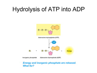 Hydrolysis of ATP into ADP




   Energy and inorganic phosphate are released.
   What for?
 